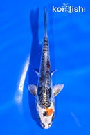 4.5" BENI KIKOKURYU