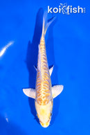 5" ARAGOKE YAMABUKI OGON