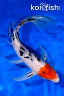 8.5" SANKE BUTTERFLY
