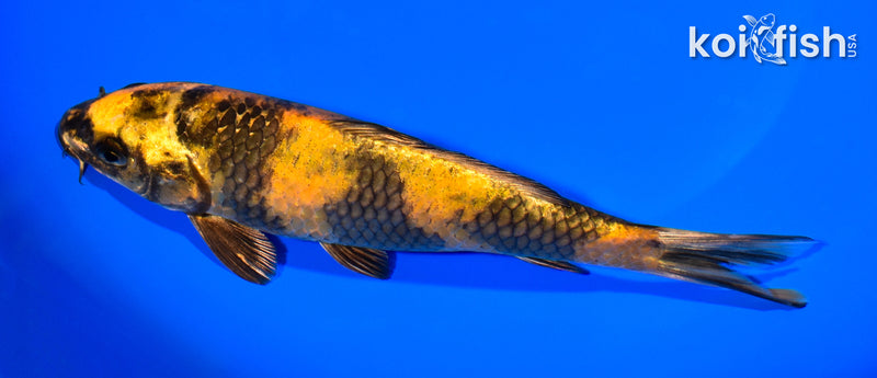 7.5" KIN KI UTSURI