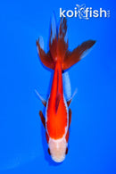 5.5" SARASA WAKIN GOLDFISH