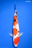 14.75" SANKE