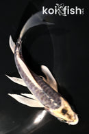 5.5" KIN KIKOKURYU BUTTERFLY
