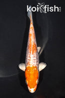 5.5" GINRIN ARAGOKE HARIWAKE