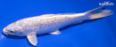 7.25" GINRIN TANCHO LEMON HARIWAKE