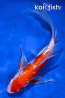 7" GINRIN HARIWAKE BUTTERFLY