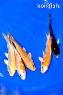 PACK OF (5) 4.25-4.5" STANDARD KOI