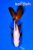 5.75" WATONAI GOLDFISH