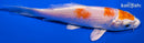 5" MARUTEN HARIWAKE