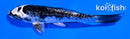 4.5" ARAGOKE KIKOKURYU