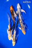 PACK OF (5) 4.5-6" DOITSU BUTTERFLY KOI