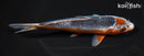 6.25" ASAGI