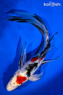 8.75" YAMATO NISHIKI BUTTERFLY