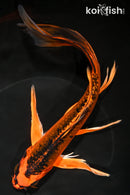 9.75" KIN ORENJI MATSUBA BUTTERFLY