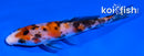 4" SANKE
