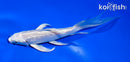 5.5" GINRIN PLATINUM OGON BUTTERFLY