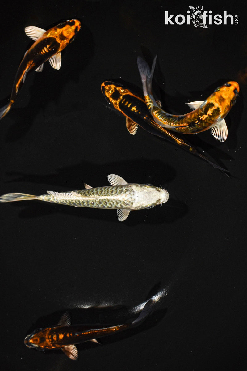 Pack of (5) 4-5" standard ghost koi