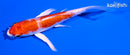 5" HARIWAKE BUTTERFLY
