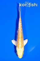 4.5" DOITSU YAMABUKI OGON