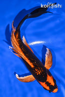7.75" GINRIN ORENJI MATSUBA BUTTERFLY
