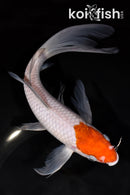 8.5"OCHIBA SHIGURE BUTTERFLY