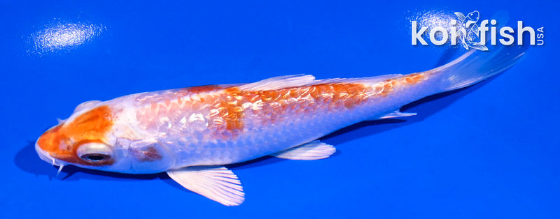 5" GINRIN HARIWAKE BUTTERFLY