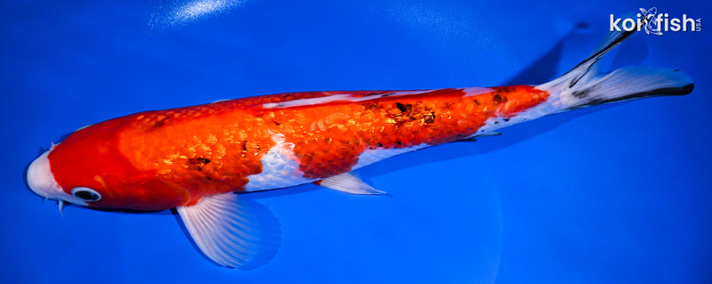 11.25" GINRIN SANKE