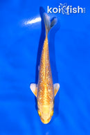 4" GINRIN YAMABUKI OGON