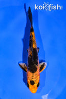 4.5" KIN HI UTSURI