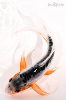 6.5" SHUSUI BUTTERFLY