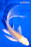 5.5" GINRIN YAMABUKI OGON BUTTERFLY