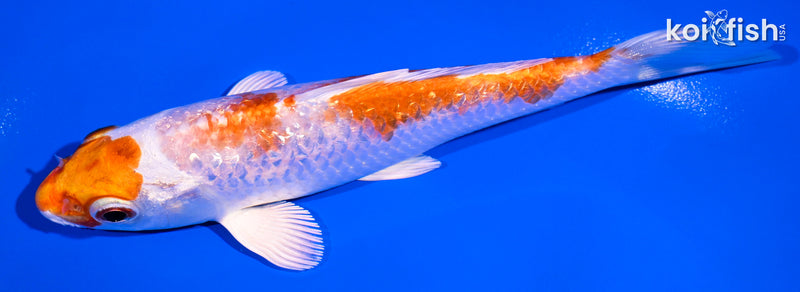 5.5" GINRIN HARIWAKE