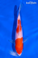 5.5" KOHAKU
