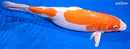 15.25" LEATHER KIKUSUI