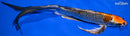 10.5" BENI GINGA BUTTERFLY