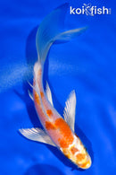 5.5" HARIWAKE BUTTERFLY