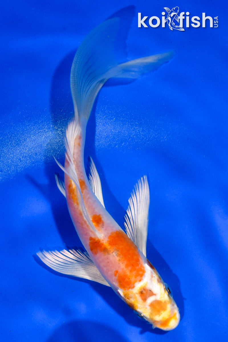 5.5" HARIWAKE BUTTERFLY