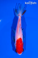 4.75" SARSA WAKIN GOLDFISH