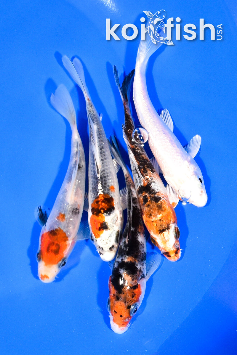 PACK OF (5) 3.75-4" STANDARD KOI