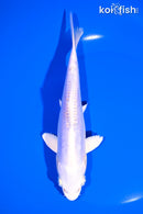 6.75" DOITSU PLATINUM OGON