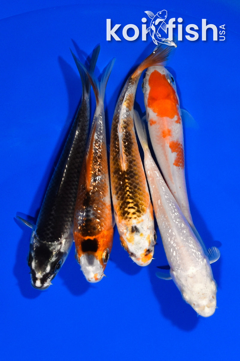 PACK OF (5) 3.5"- 4" STANDARD KOI