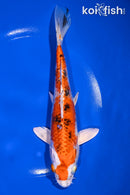 7.5" YAMATO NISHIKI
