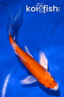 4.75" HARIWAKE BUTTERFLY