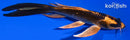 5.5" KIN ORENJI MATSUBA BUTTERFLY