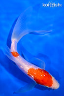 5.75" GINRIN KOHAKU BUTTERFLY
