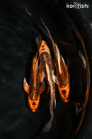 PACK OF (3) 4.5-5" BUTTERFLY KOI