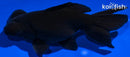 4.5" TELESCOPE FANTAIL GOLDFISH