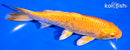 6.75" ORENJI OGON