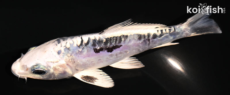 4.5" ARAGOKE KIKOKURYU