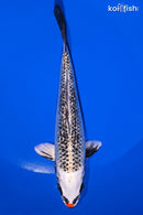 6.5" GINRIN KUJAKU